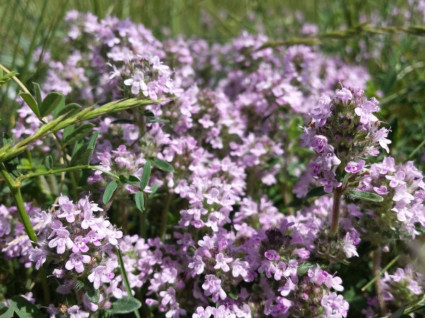 Тимьян (чабрец)