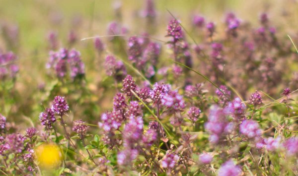 Тимьян ползучий (Thymus serpyllum 'Magic Carpet')
