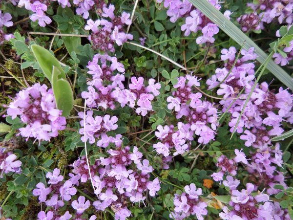 Тимьян обыкновенный Thymus vulgaris