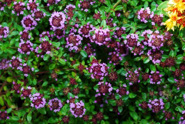 Анастасия чабрец