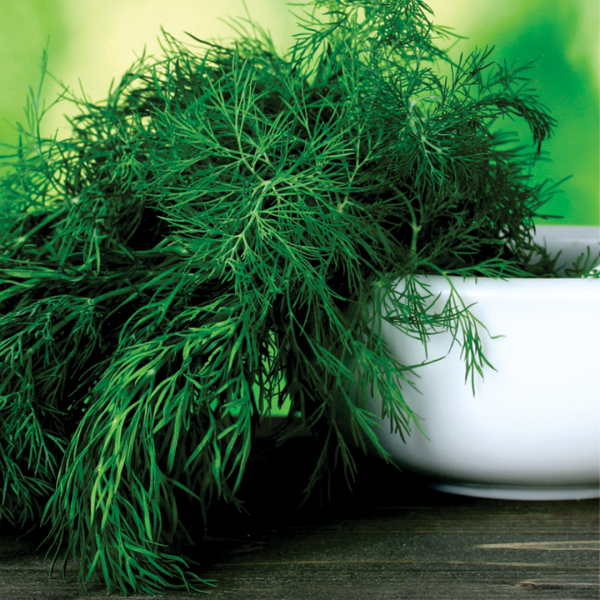 Укроп симфония