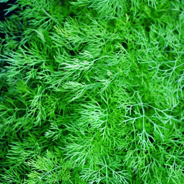 Семена укроп Кибрай