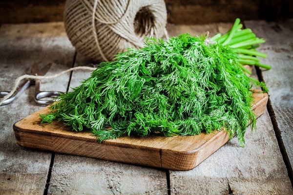 Укроп малахит