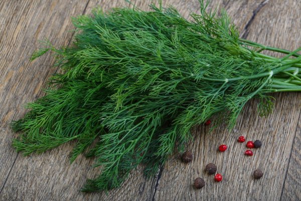 Укроп Бельмонд Семко