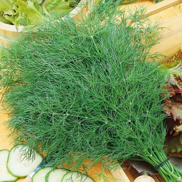 Укроп Кибрай Аэлита