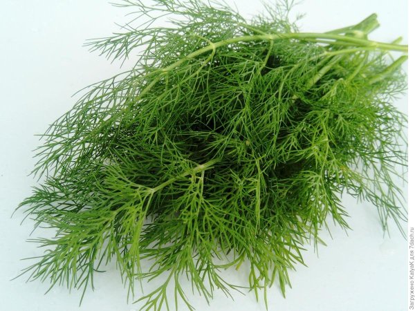 Локарно укроп