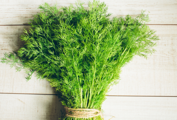 Укроп Мораван