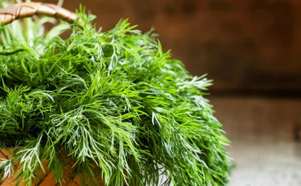 Лук_ свежий укроп по веточке