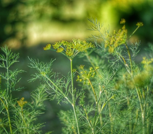 Укроп цветение