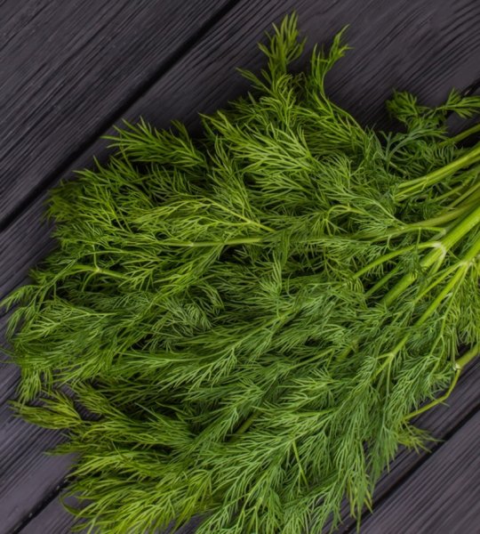 Лист укропа огородного