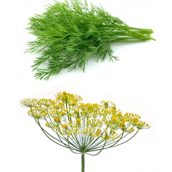 Фенхель зонтичные