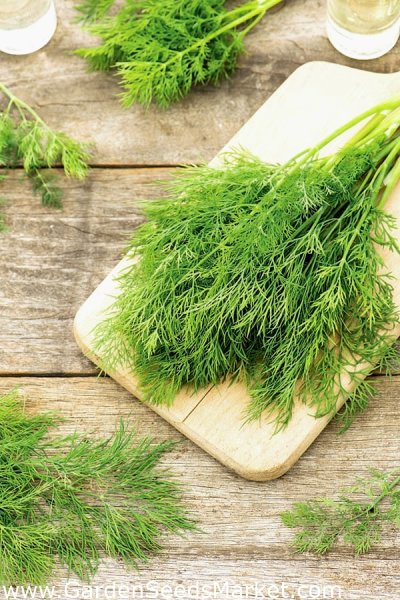 Фенхель это укроп