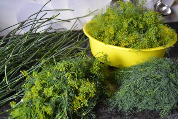 Укропа, фенхеля, шпината, любистока