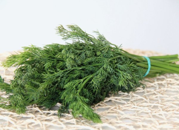 Уральский Дачник укроп Скиф