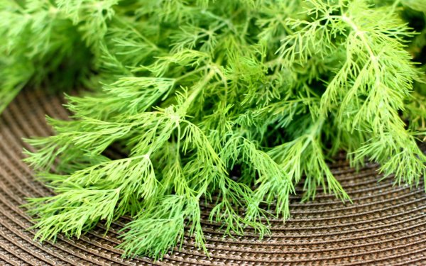 Укропная трава