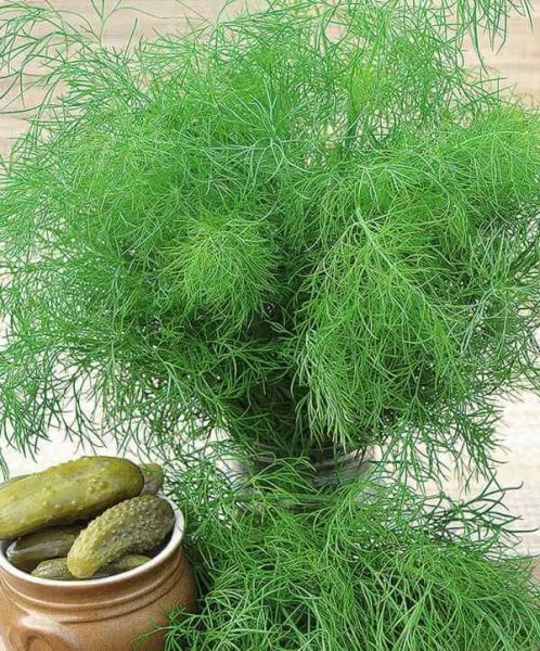 Укроп Гренадер