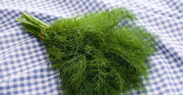 Укроп для детей