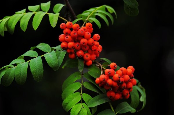 Ветка рябины Тюрингской