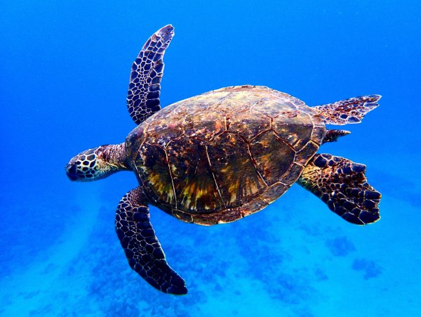 Морская черепаха и Черепашата