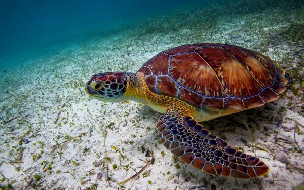 Головастая морская черепаха логгерхед