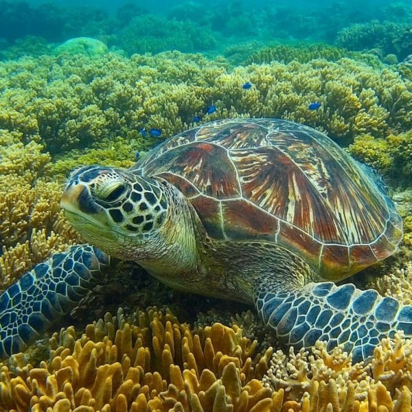 Зеленая (суповая морская черепаха)