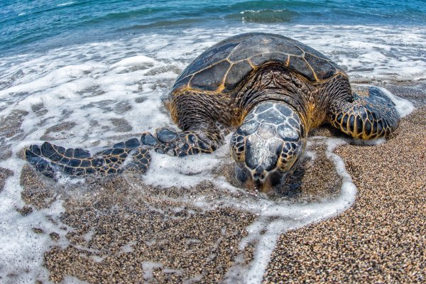 Занзибар морские черепахи