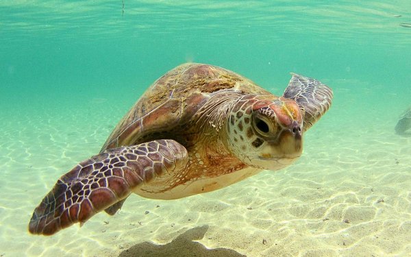 Хоксбильская морская черепаха