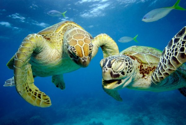 Хоксбильская морская черепаха