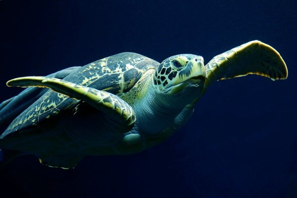 Кубинская морская черепаха