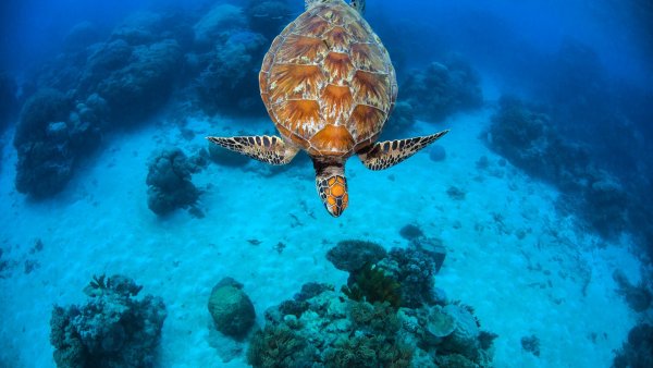 Картинки морская черепаха (48 фото)