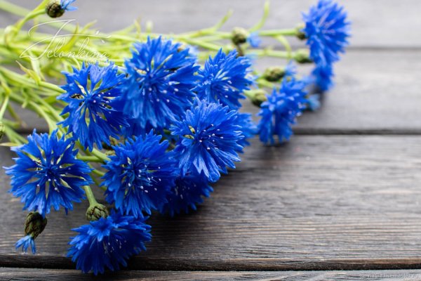 2125 Василек (56 Василек)