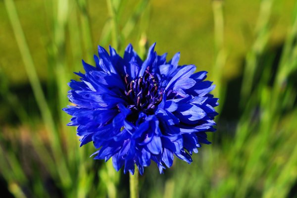 Василёк Centaurea