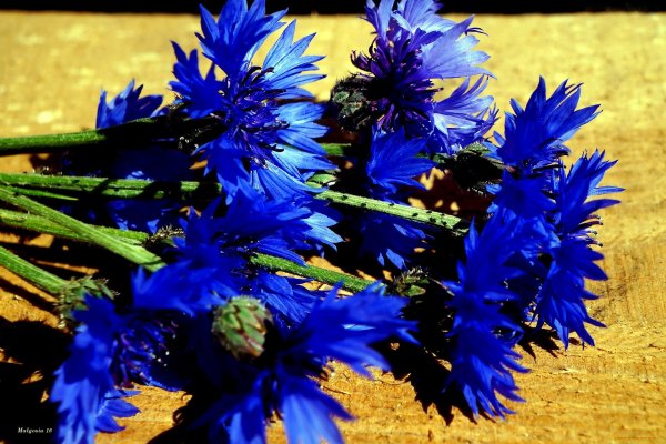 Василек голубой Centaurea cyanus