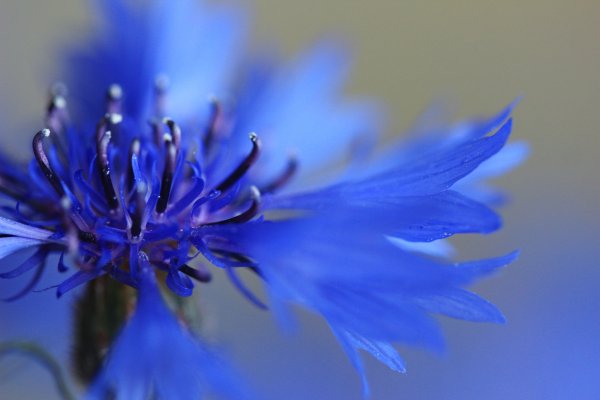 Василек прекрасный (Centaurea pulcherrima
