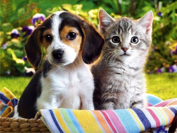 Международный день защиты животных