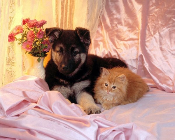 Красивые щенки и котята