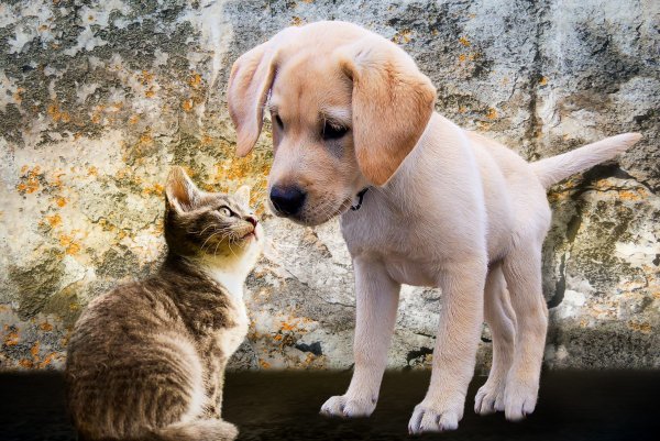 Коты и собаки вместе