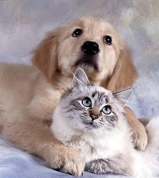 Кот и собака