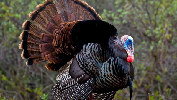 Индюк обыкновенный