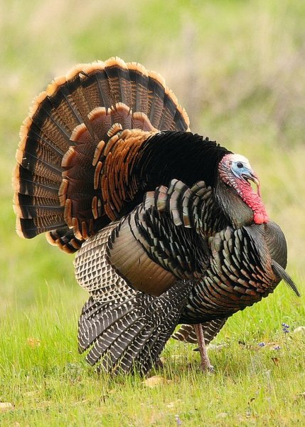 Meleagris gallopavo