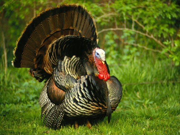 Turkey индюк