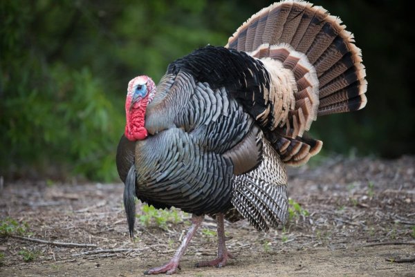 Meleagris gallopavo