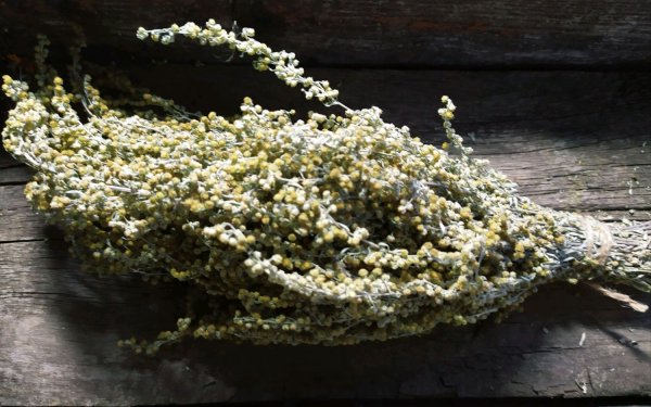 Полынь – «Одолень»