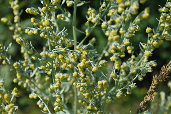 Полынь горькая (Artemisia absinthium)