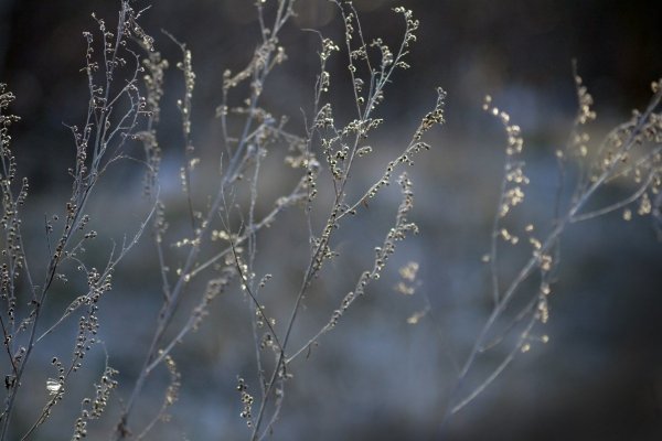Горькая Полынь Эстетика