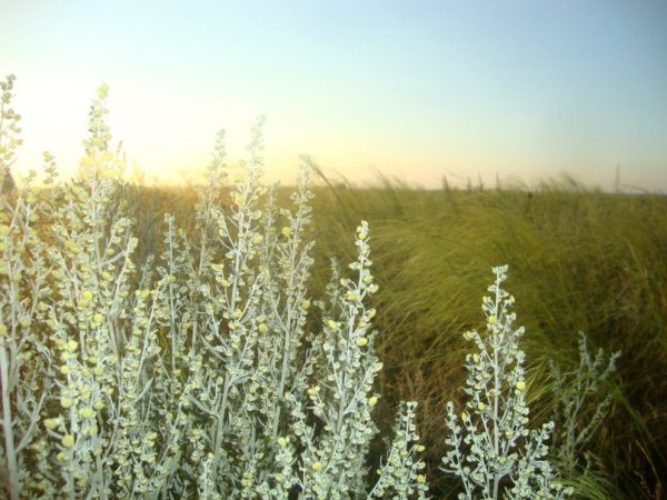 Емшан трава Степная