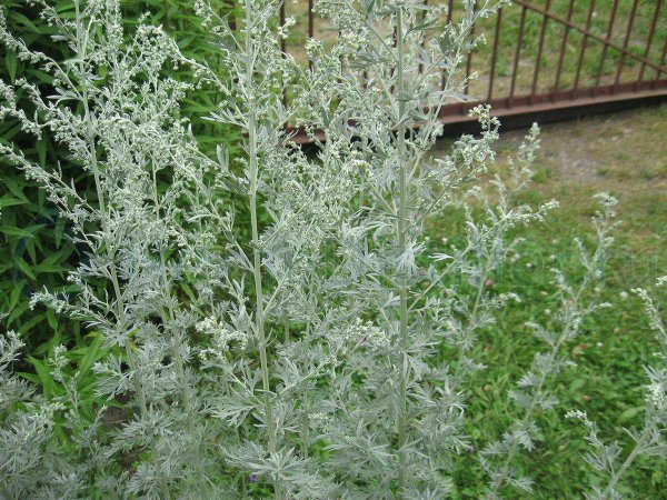 Полынь Баргузинская — Artemisia bargusinensis
