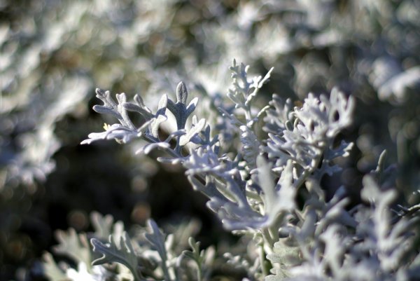 Полынь серая (Artemisia glauca Pall) – ред.