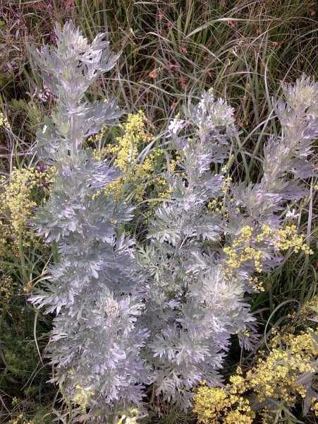 Полынь горькая