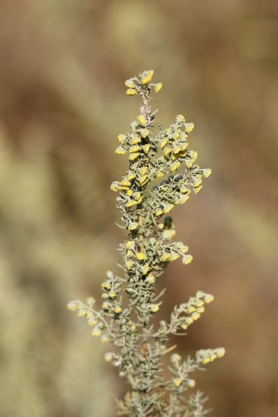 Полынь Понтийская